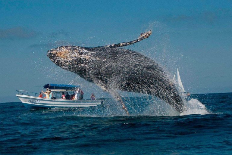 Ballenas jorobadas